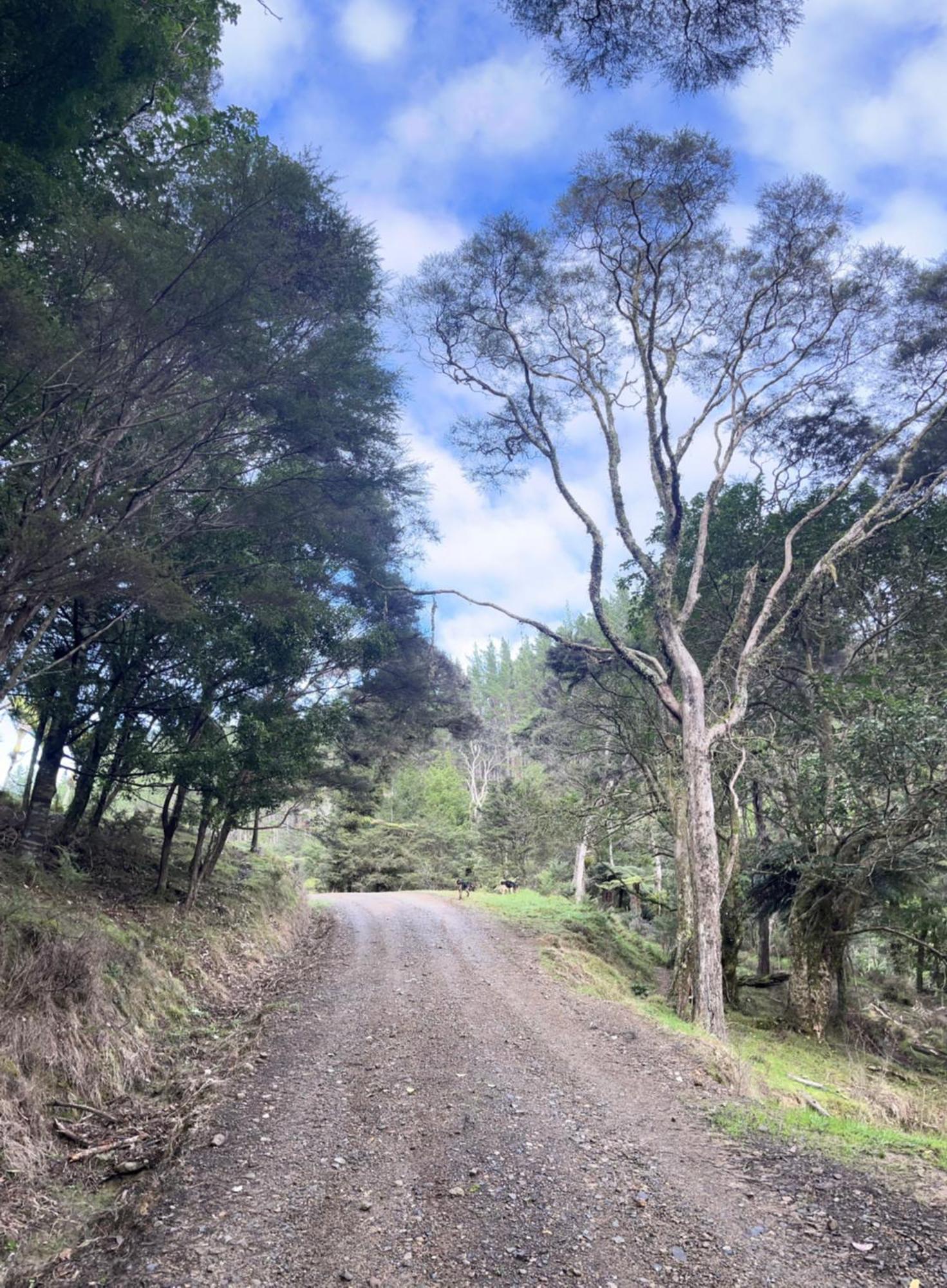 White Star Station Farm Holiday Park Coromandel 外观 照片